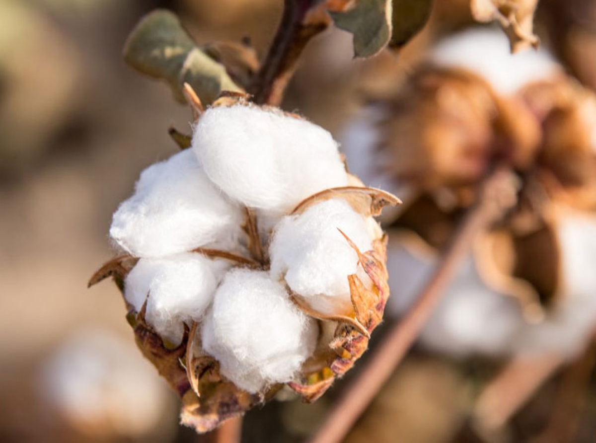 India’s cotton stock to reduce by four lakh bales in May 2021: CAI