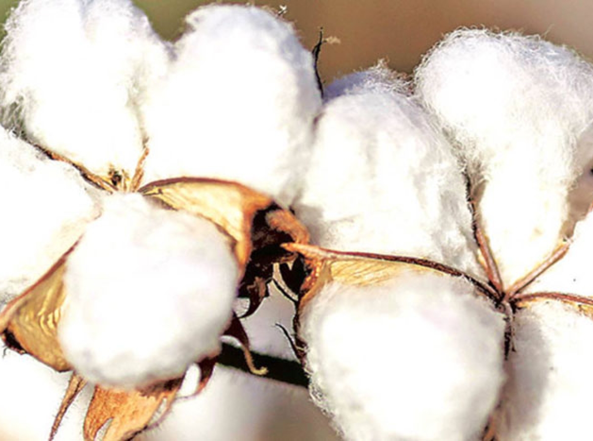 Cotton prices are rising! Another hurdle for the sector to overcome