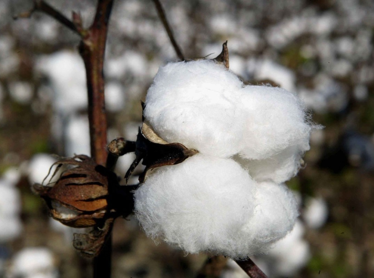 COTTON PRICES IN INDIA – SPACE ROCKETING: Rikhab C. Jain Chairman, T T Group