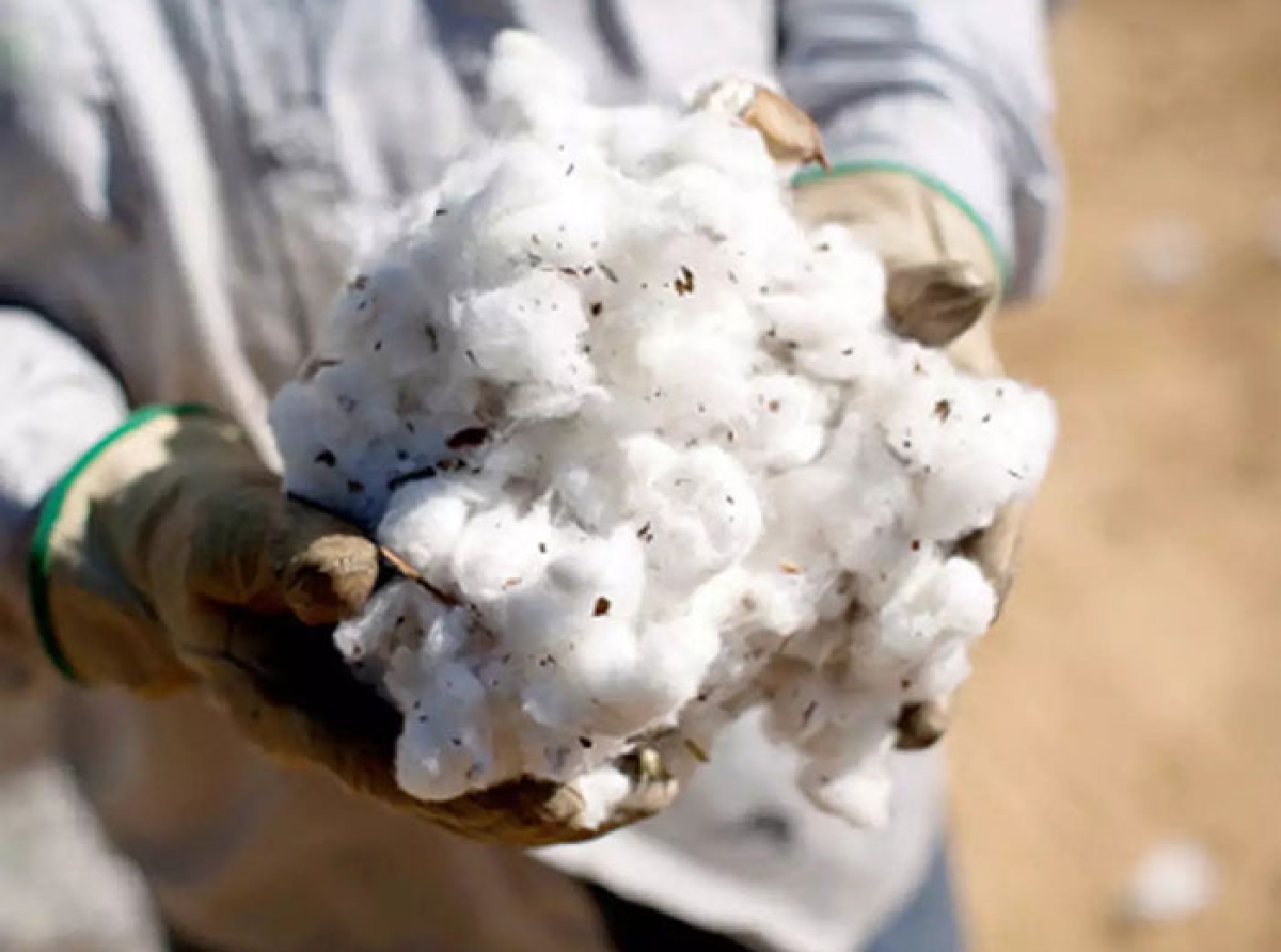 Indian Cotton Federation (ICF), Pres. J. Thulasidharan: Cotton production likely to be over 350 lakh bales