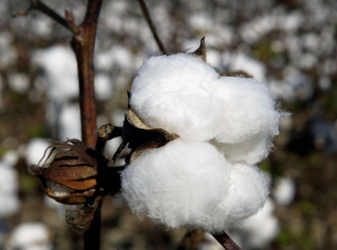 Removal of cotton imports duty failed to benefit spinning & composite textile mills