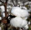 Better Cotton Updates: Annual Report 2021