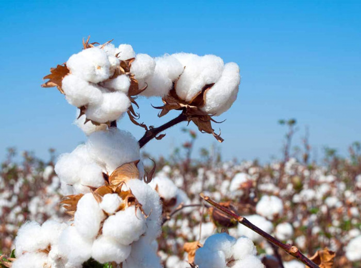 With increased focus on sustainability trend, India’s raw cotton exports rise in FY21