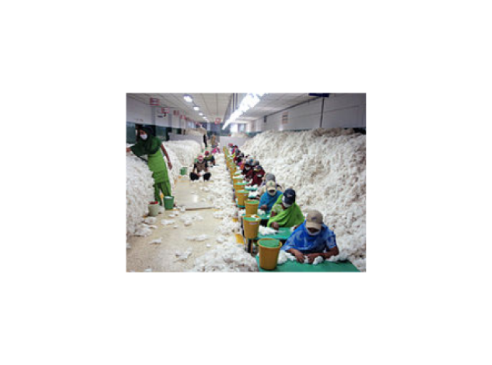 Indian Cotton Production likely to Reach 43 Million Bales by 2030 maintaining world top rank