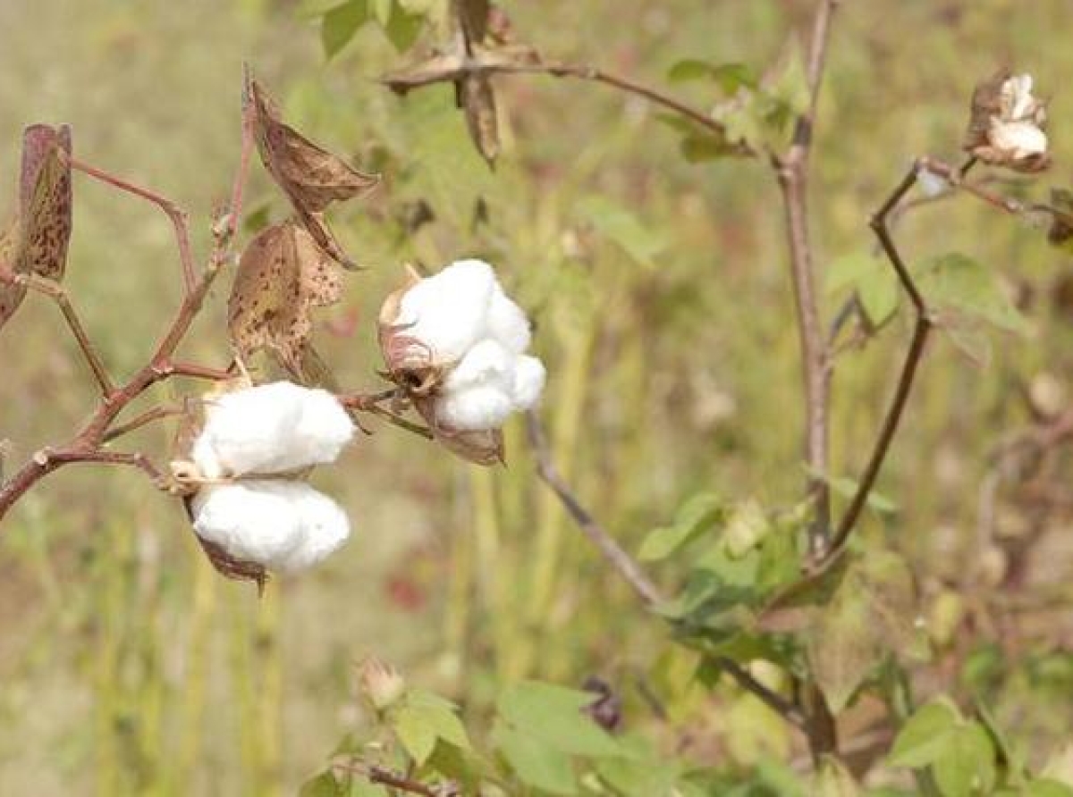 Cotton Prices to Pick Up 5% y/y in 2022 on Rising Demand and Limited Crops in India and U.S.