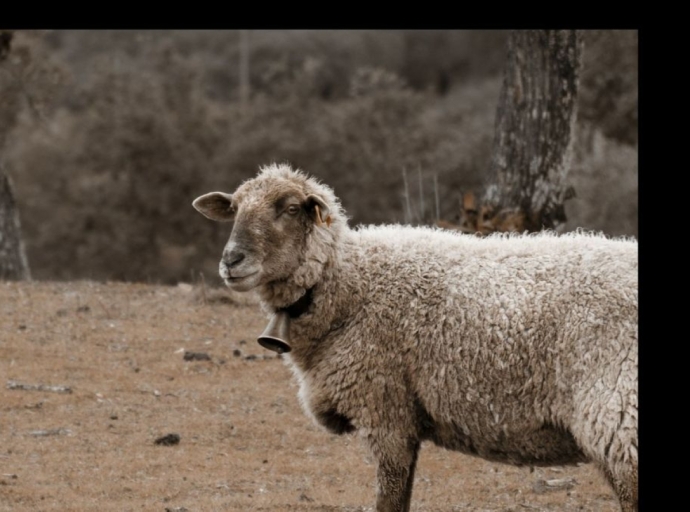 British Wool 2022 shearing training courses go live
