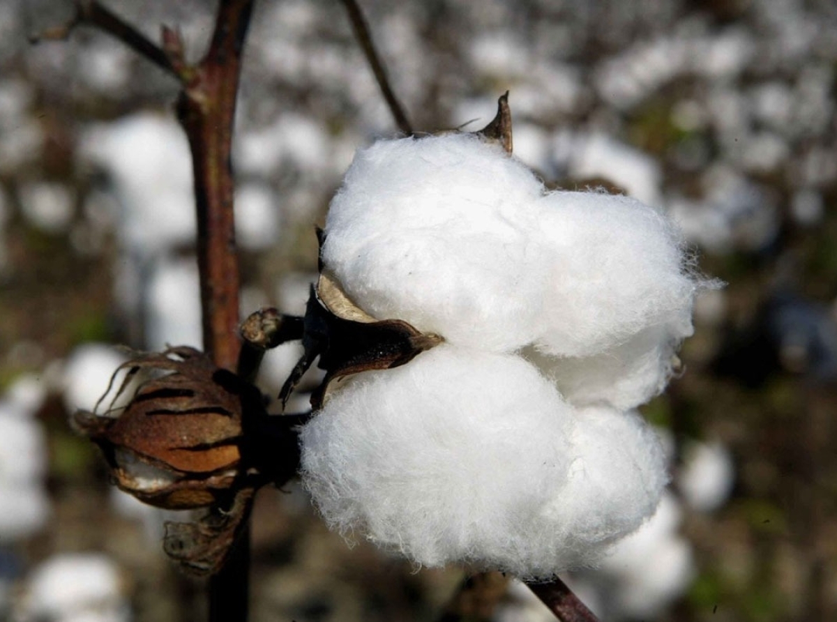 HEWA: Cotton Import Duty Exemption to boost textile exports