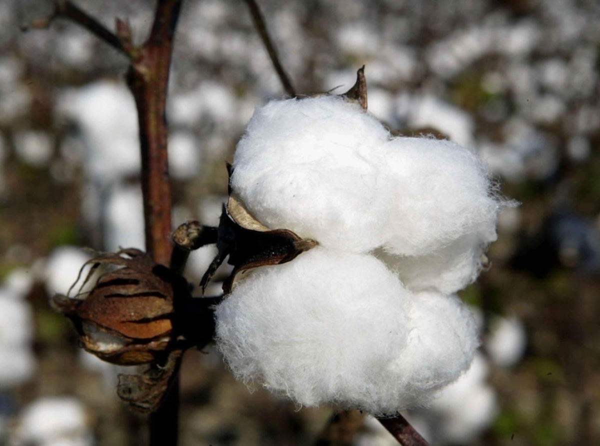 cotton